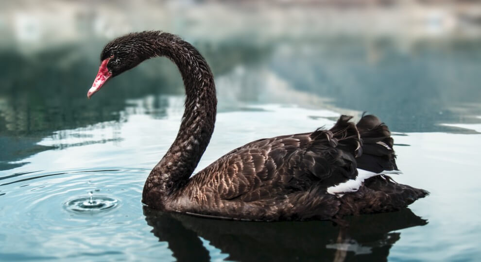 Black swan bird